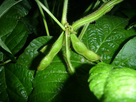 曼珠沙華