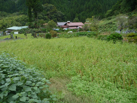 檜原村
