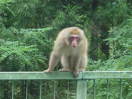 檜原村