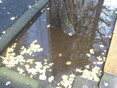 雨上がりの日比谷