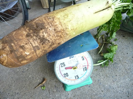 大根抜き