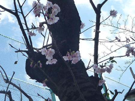 寒緋桜