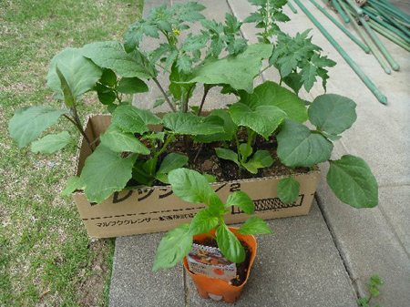 埼玉菜園