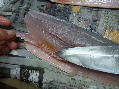 鳴門沖の鰆