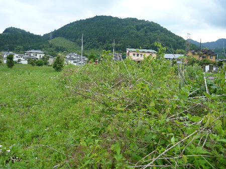 青根蕎麦畑の手入れ
