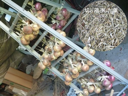 埼玉菜園(自転車の自炸裂音)