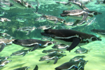 泳ぐペンギン