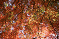 紅葉