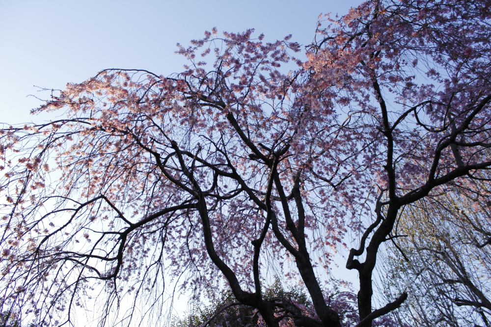 桜　５０ｍｍ