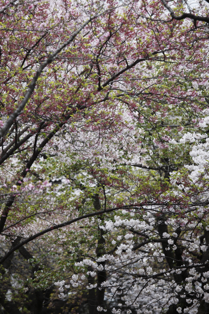 桜　200ｍｍ相当