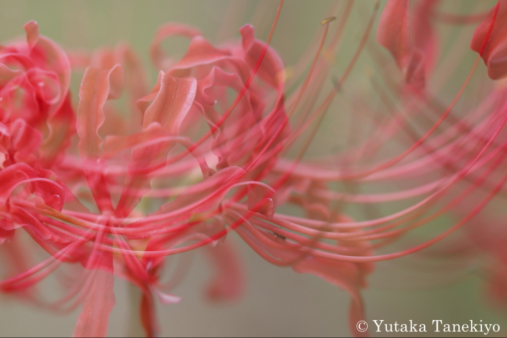 曼珠沙華（彼岸花）