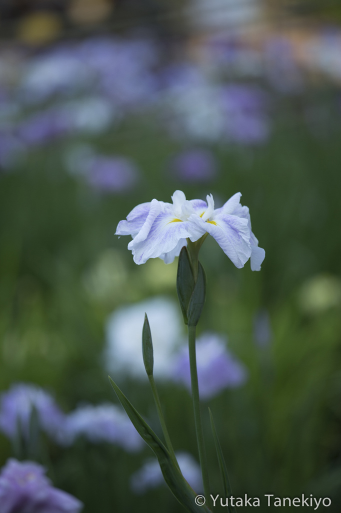 花菖蒲 1