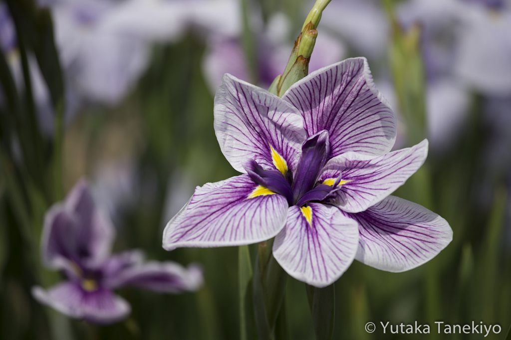 花菖蒲 3