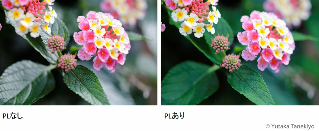 PLフィルターの効果 その2