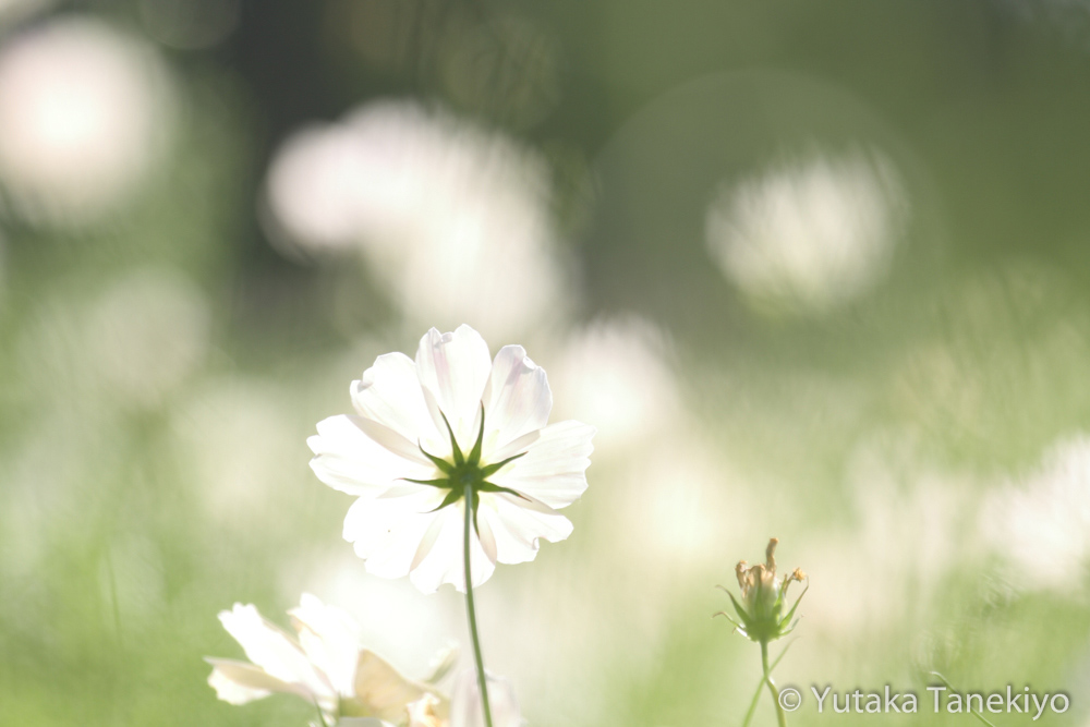 望遠300mm