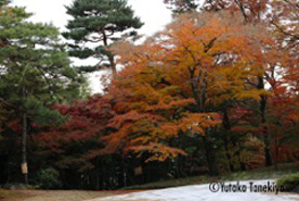 残り紅葉3