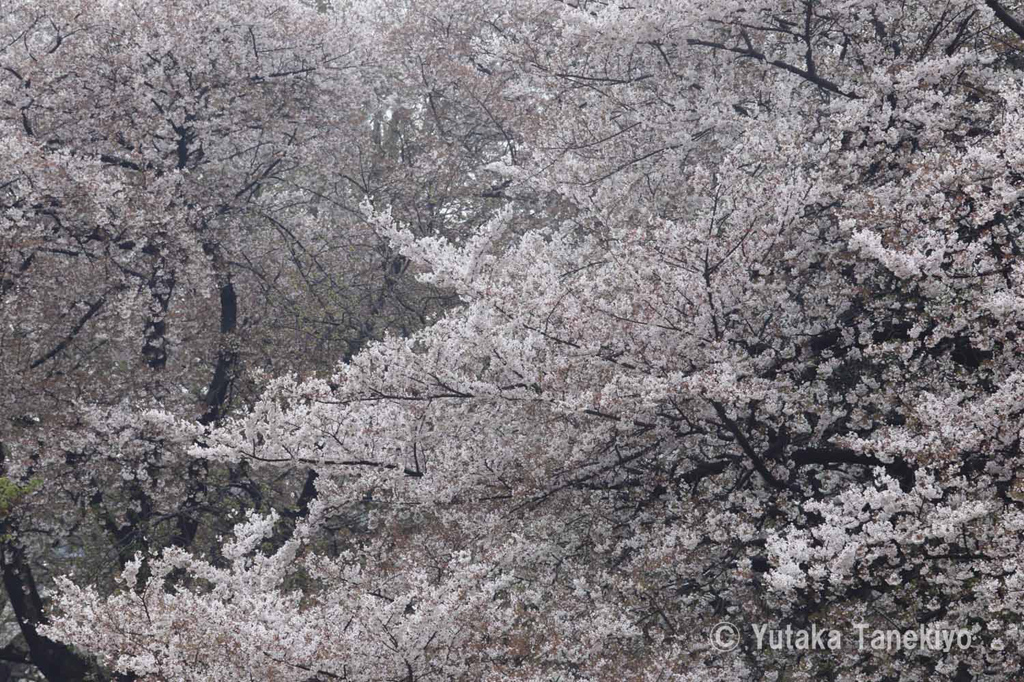 小雨の桜1