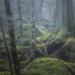 森の中の風景写真の楽しみ方｜齋藤朱門