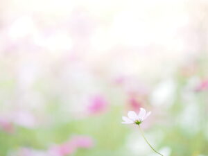コスモスを撮ろう！｜可憐に撮る方法をプロが紹介 ～吉住志穂～