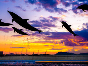 映える水族館がぞくぞく誕生！全国絵になる水族館めぐり撮影旅～兵庫・四国編～