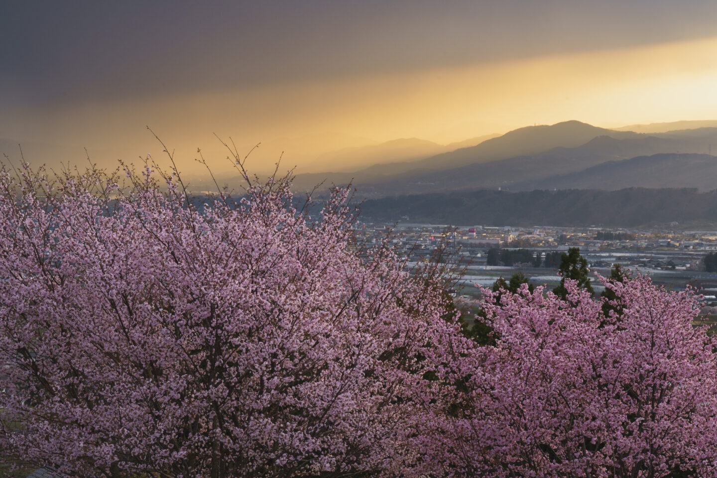 風景写真をビフォー・アフターで学ぶ｜その3：桜編