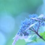 梅雨を彩るアジサイ｜上手に撮る方法をプロが紹介 ～吉住志穂～