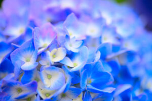 最高峰のMFマクロレンズ｜フォクトレンダー MACRO APO-LANTHAR 65mm F2 Aspherical Z マウント