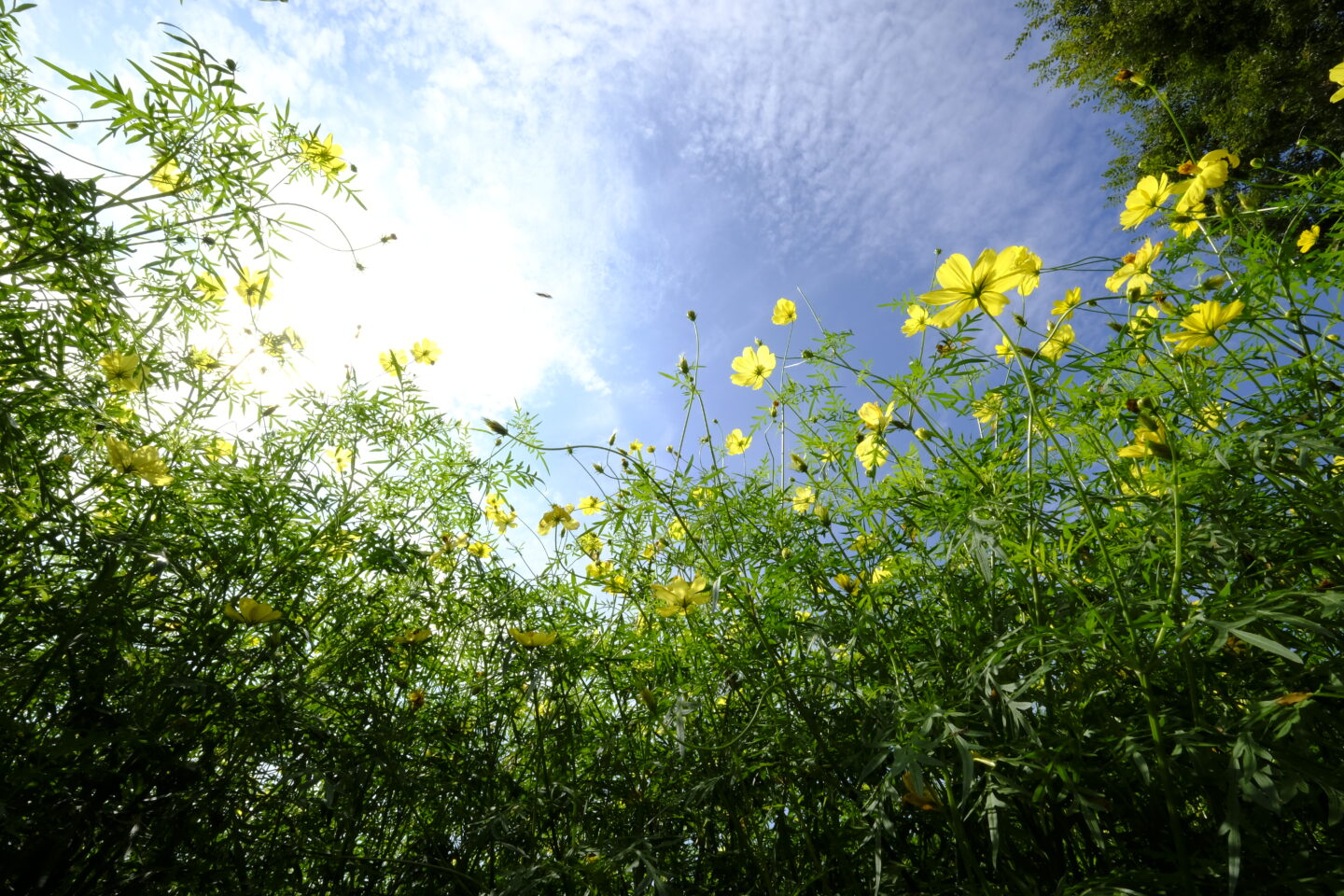 目からうろこ！並木隆の花撮影術｜ズームレンズを使う時こそ自分で動く