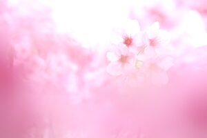 目からうろこ！並木隆の花撮影術｜今年こそ失敗しない！桜をキレイに撮るコツ