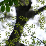いつでもシャッターチャンスに恵まれる高倍率ズーム｜タムロン 18-300mm F/3.5-6.3 Di III-A VC VXD Xマウント
