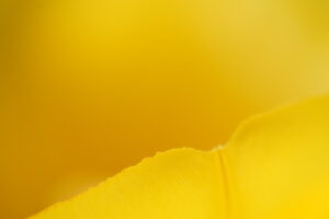 目からうろこ！並木隆の花撮影術｜みなさんピントはどこに合わせてます？