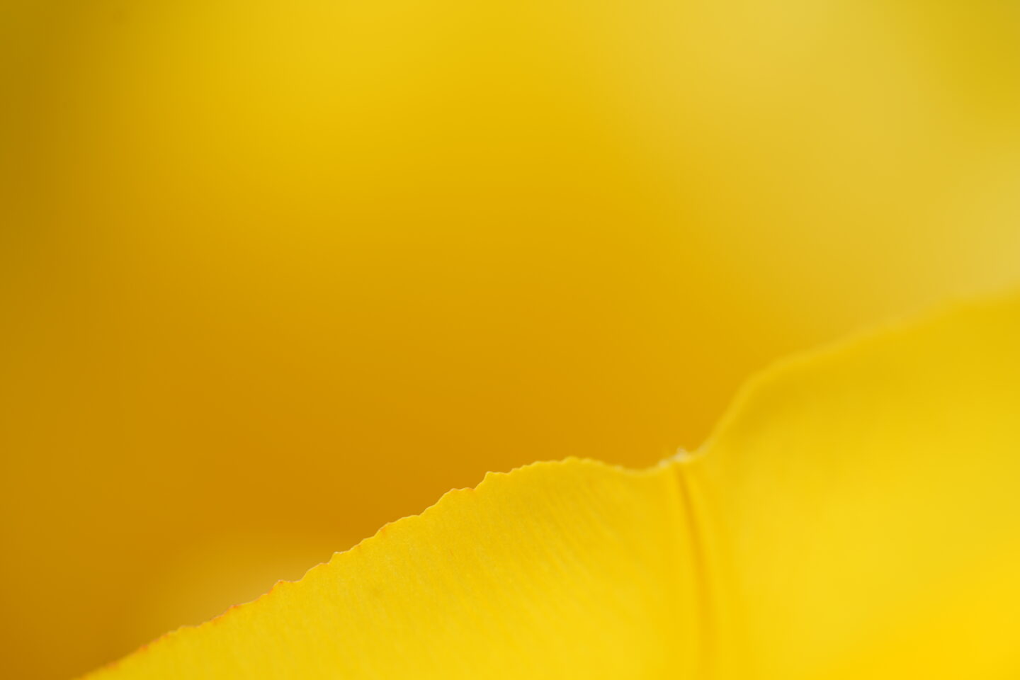 目からうろこ！並木隆の花撮影術｜みなさんピントはどこに合わせてます？