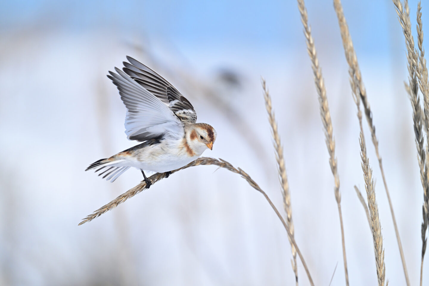 ニコン Z8レビュー｜Ver.2.00で追加された鳥検出AFと、野鳥撮影に便利なカスタマイズ