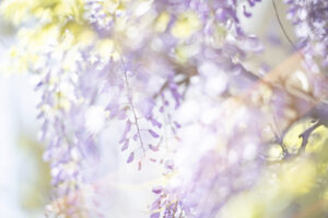フォクトレンダー NOKTON 75mm F1.5 Aspherical｜RFマウントの頼れる相棒