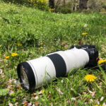 ネイチャースナップのすすめ｜キヤノン RF200-800mm F6.3-9 IS USMで春の花を撮る
