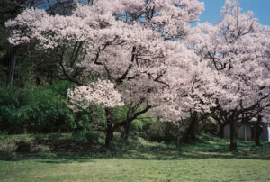 ＃『祖父が遺したカメラで写真を』｜フィルムカメラの魅力　国分真央