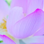 自由度抜群。広角軽量Gレンズで夏の花を撮る｜ソニー FE 16-25mm F2.8 Gレビュー
