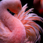 まるで自然環境で撮影したかのような写真が撮れる？美しくインパクトのある動物園撮影テクニックをご紹介