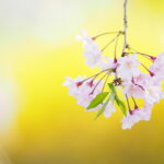 桜の撮影は引き出しを多く持つことが大事｜上手に撮る方法をプロが紹介 ～吉住志穂～