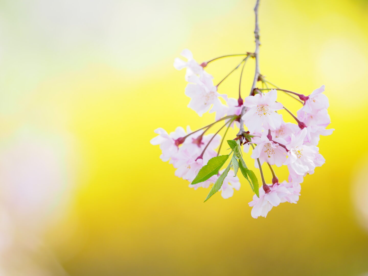 桜の撮影は引き出しを多く持つことが大事｜上手に撮る方法をプロが紹介 ～吉住志穂～