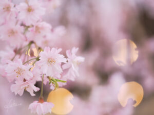 マクロで撮ろう桜！｜クニさんの季節の花レシピ