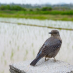 ソニー FE 24-70mm F2.8 GM II レビュー｜野鳥のいる風景をまるごと受け止める大三元標準ズーム