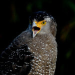野鳥撮影には1.6倍クロップとアップスケーリングどっちが有利？｜EOS R5 Mark IIを使いこなす