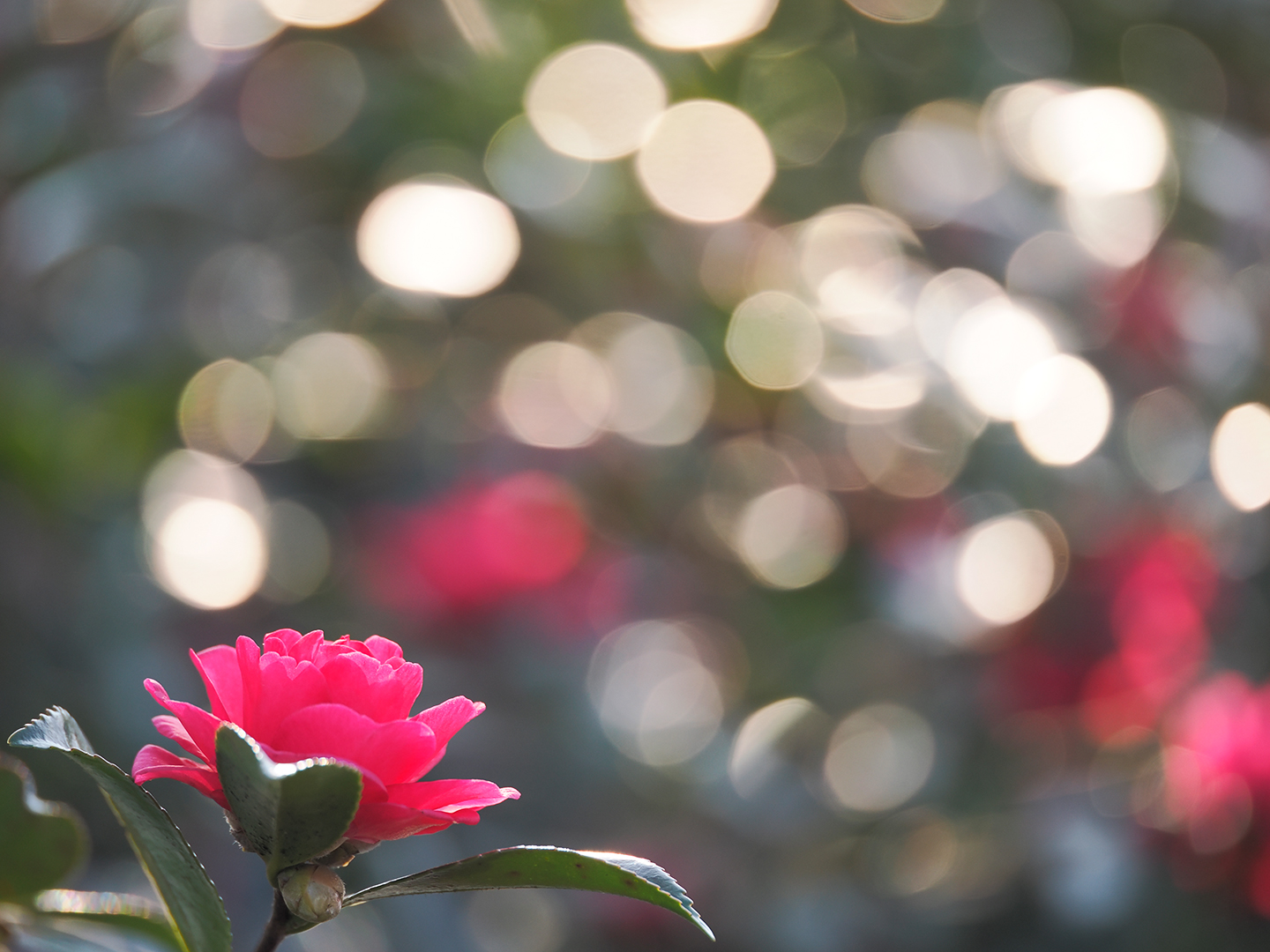 マクロで撮ろうサザンカ・ツバキ｜クニさんの季節の花レシピ