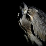 野鳥撮影は露出で決まる！Part2｜ミラーレス機だからこその作品作り EVFの利点を理解する＋RAWとJPGの違い