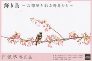 戸塚 学 写真展「飾り鳥～お部屋を彩る野鳥たち～」2026年3月-4月＠キヤノンギャラリー銀座＆大阪