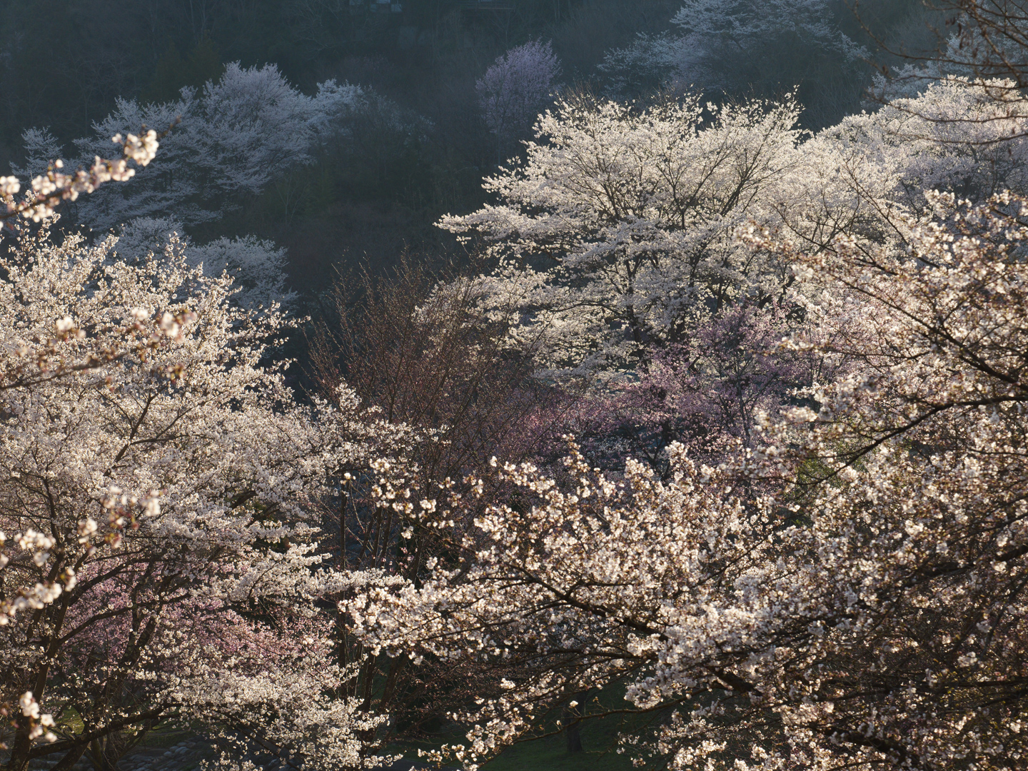 パナソニック LUMIX S1RII ＆ LUMIX S PRO 70-200mm F2.8 O.I.S.で撮る春の日本の色