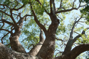 シグマ 16-300mm F3.5-6.7 DC OS Contemporary Xマウントレビュー｜日常も旅も、一本で視点が広がるレンズ