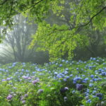 紫陽花の豊かな表情を引き出す基本とテクニック｜斎藤裕史