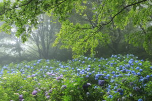 紫陽花の豊かな表情を引き出す基本とテクニック｜斎藤裕史